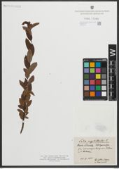 Foto von Salix myrtilloides L.
